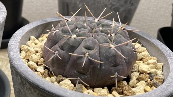 gymnocalycium chubutense（ギムノカリキウム チュブテンセ）