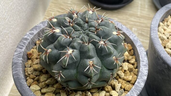 gymnocalycium baldianum（ギムノカリキウム 緋花玉）