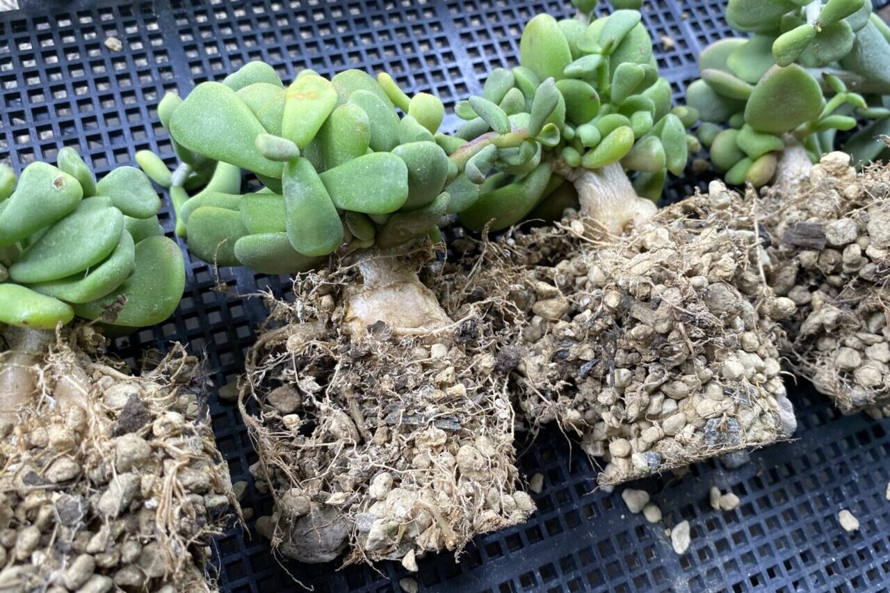 実生ケラリア ピグマエアの植え替え